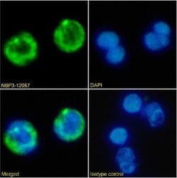 CD41/CD61 Rabbit anti-Human, Clone: BAG 75E5, Novus Biologicals:Antibodies:Primary